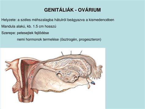 Női nemi szervek – Wikipédia